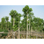 海南园林绿化工程,苏景(在线咨询),园林绿化缩略图1