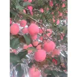 龙岩苹果苗_乾纳瑞农业科技欢迎您_鲁丽苹果苗批发