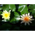 睡莲苗基地|沧州睡莲苗|绿荷水生植物种植基地缩略图1