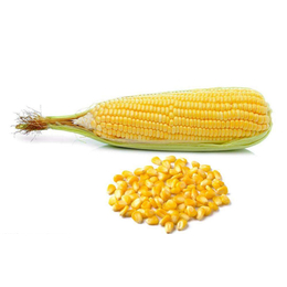 上海骧旭农产品(图)、****近玉米价格、玉米