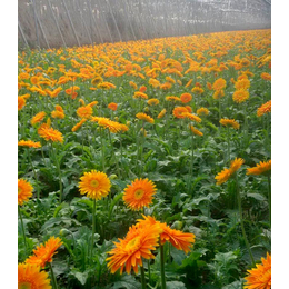 商丘花卉_花卉市场_世锦花卉(****商家)