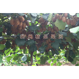 红美猕猴桃苗|精品果园(在线咨询)|猕猴桃苗