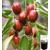 供应红枣浓浆蜂蜜红枣630g天然食品枣之蜜语缩略图4