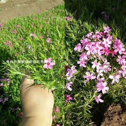 芝樱小苗芝樱养殖芝樱种苗芝樱种植缩略图