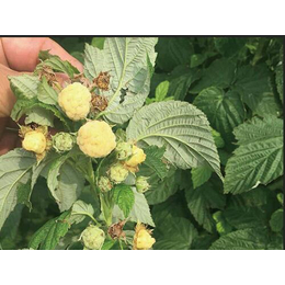 树莓苗的价格图片|蓝丰园艺场(在线咨询)|廊坊树莓苗