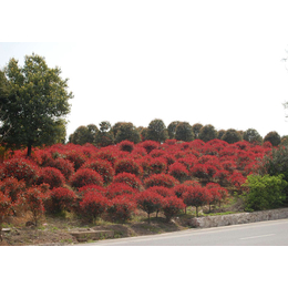 利源桂花苗木基地(图),2公分红叶石楠报价,红叶石楠