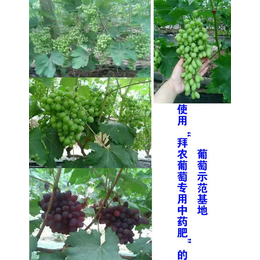 拜农葡萄中药叶面肥(图),葡萄用什么葡萄叶面肥,葡萄叶面肥