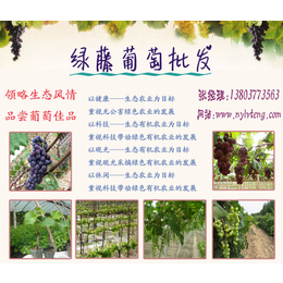 绿藤葡萄庄园****的葡萄供应商(图)_池州葡萄批发_葡萄批发