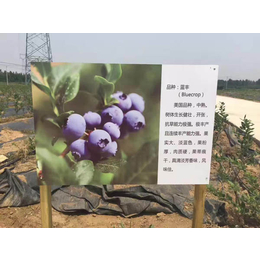 阳泉蓝莓苗、信诺为民品质至上(图)、哪里有卖蓝莓苗的