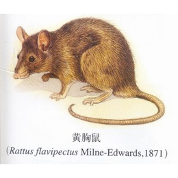 灭老鼠方法|德立康环境技术|东湖区灭老鼠