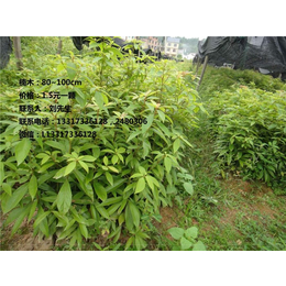 湖南木荷培育基地|衡阳木荷|【新胜油茶】