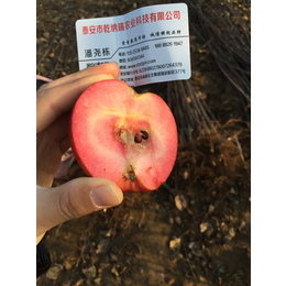 新疆苹果苗|乾纳瑞农业科技优惠价|水蜜桃苹果苗