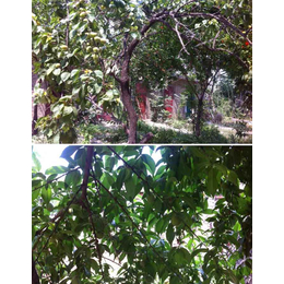 拜农桃树中药叶面肥,桃树叶面肥,桃树叶面肥种类有哪些
