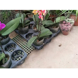 华强科技1(在线咨询),花卉养殖漏水板,花卉养殖漏水板哪家好