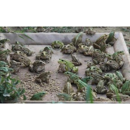 农聚源青蛙养殖(图)|黑斑蛙养殖|黄石黑斑蛙