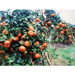 贵州供应世纪红柑橘苗