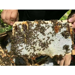 中蜂养殖、贵州蜂盛、贵州毕节中蜂养殖