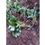 芜湖草莓苗,乾纳瑞信得过(在线咨询),法兰地脱毒草莓苗缩略图1