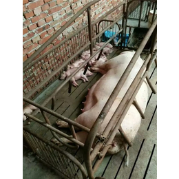 分娩母猪产床价格、分娩母猪产床、猪宝宝养殖设备