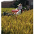 水稻联合收割机-水稻联合收割机价格-中热农业机械(****商家)缩略图1