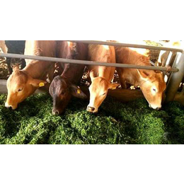 母牛饲料配方 母牛饲料配方和喂养方法