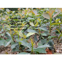 油茶苗批发|油茶苗|【新胜油茶】