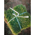 屋顶草坪、湖北草坪、百慕大草皮服务缩略图1