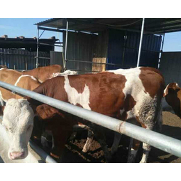 西门塔尔牛批发价格|内蒙古西门塔尔牛|富贵肉牛养殖