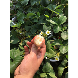 草莓苗育苗|六安草莓苗|乾纳瑞农业(查看)