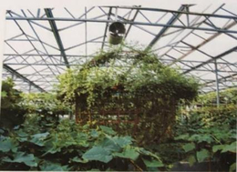 蔬菜无土栽培种植架-种植架-寿光市泰宇机械(查看)