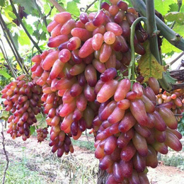 红巴拉多葡萄苗-泰安柏源农业-红巴拉多葡萄苗价格