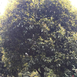 20公分桂花树养殖|百佳园林绿化种植|滁州20公分桂花树