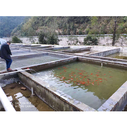 鼎鸿****鱼养殖基地(图)-小溪石斑鱼种苗-石斑鱼种苗