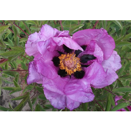 紫斑珍品牡丹苗|保康牡丹(在线咨询)|福建紫斑牡丹