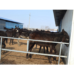 驴养殖厂家|亿隆养殖(在线咨询)|石家庄驴养殖