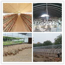农村大棚养鸡工程|兴隆机械(在线咨询)|农村大棚养鸡