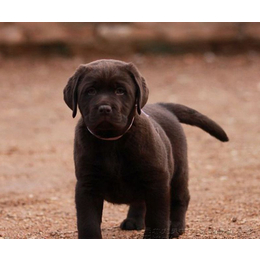 拉布拉多幼犬_拉布拉多幼犬多少钱_尊宠天下(****商家)