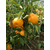 柑橘种苗|果友柑橘苗成活率高|柑橘种苗基地缩略图1