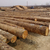 恒豪木业(在线咨询)-建筑木材-建筑木材生产厂家缩略图1