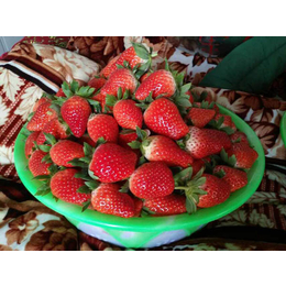 河南大地草莓苗,海之情农业,大地草莓苗多少钱一棵