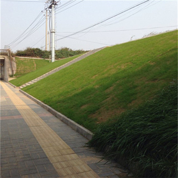 安徽生产环保草毯(图)|工程护坡生态绿化草毯|环保草毯