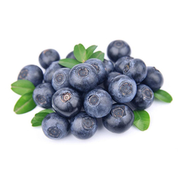 柏源农业科技公司(在线咨询)-珠宝蓝莓苗-珠宝蓝莓苗报价