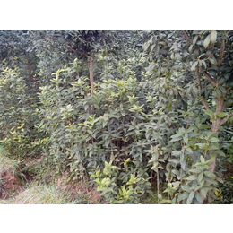 百佳园林绿化(图)|20公分桂花种植|襄州区20公分桂花