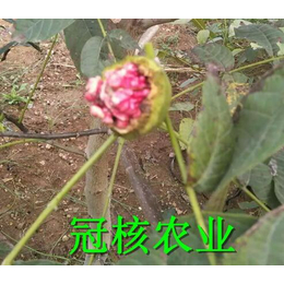 红皮核桃苗种植间距多少 红皮核桃苗怎么种植 