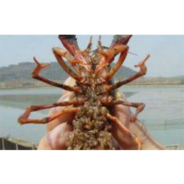 武汉农科大高科技(图)、龙虾养殖技术、随州龙虾养殖