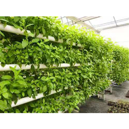 智能养殖温室设计-甘肃智能温室设计-贵贵温室