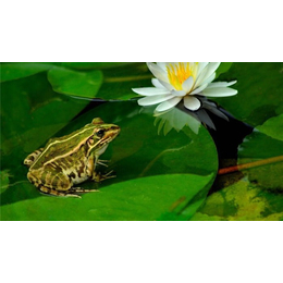 青蛙|武汉农科大|青蛙养殖技术