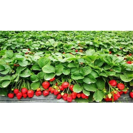 四季草莓苗、草莓苗、柏源农业(查看)