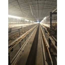 运盈机械鸡笼加工厂(图)|养殖场*鸡笼子|北京鸡笼子
