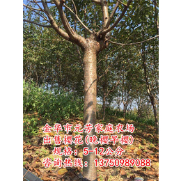 【元芳家庭农场】(图)、12公分樱花树批发、12公分樱花树